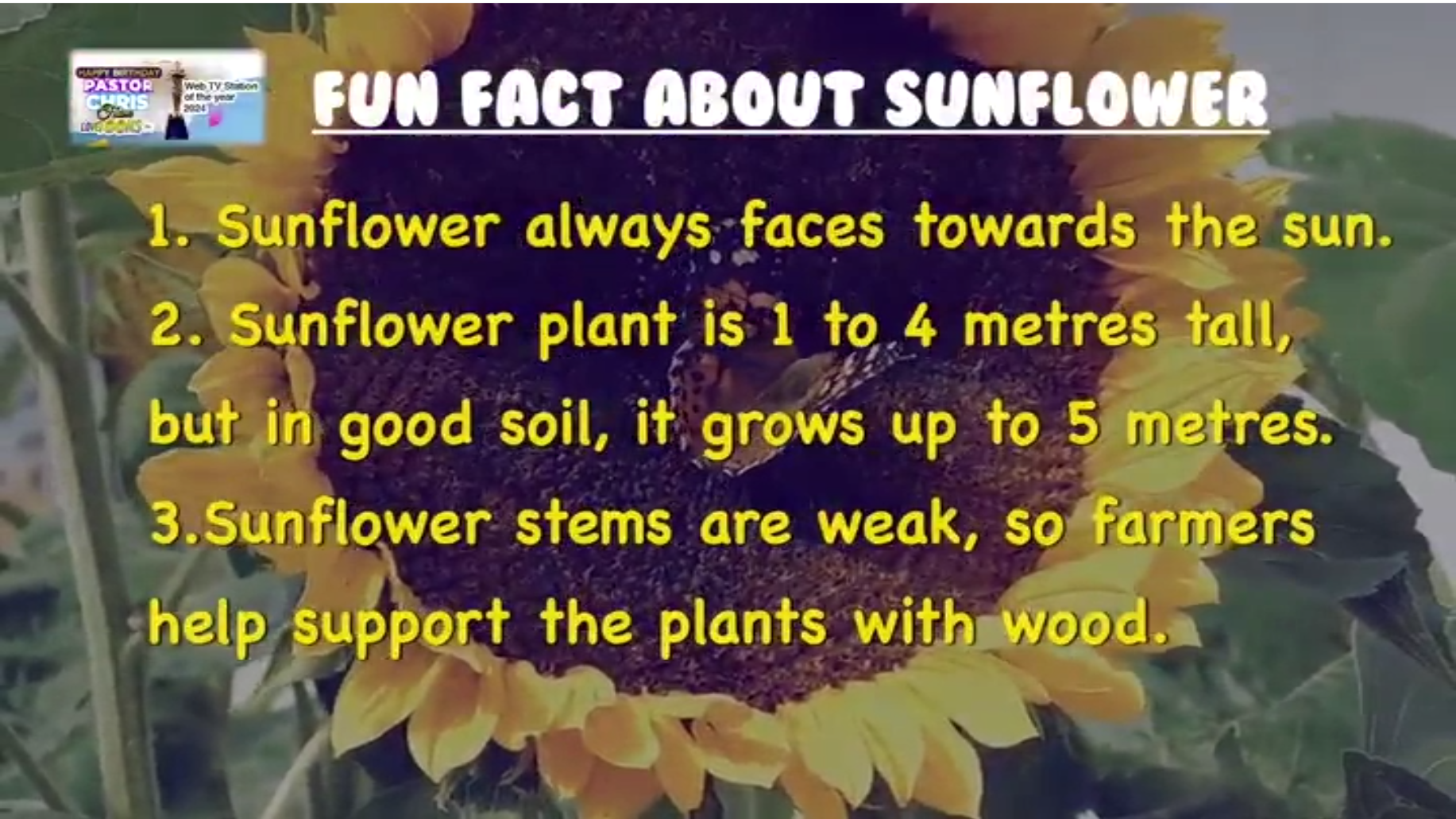 Digital Drawing Sun Flower